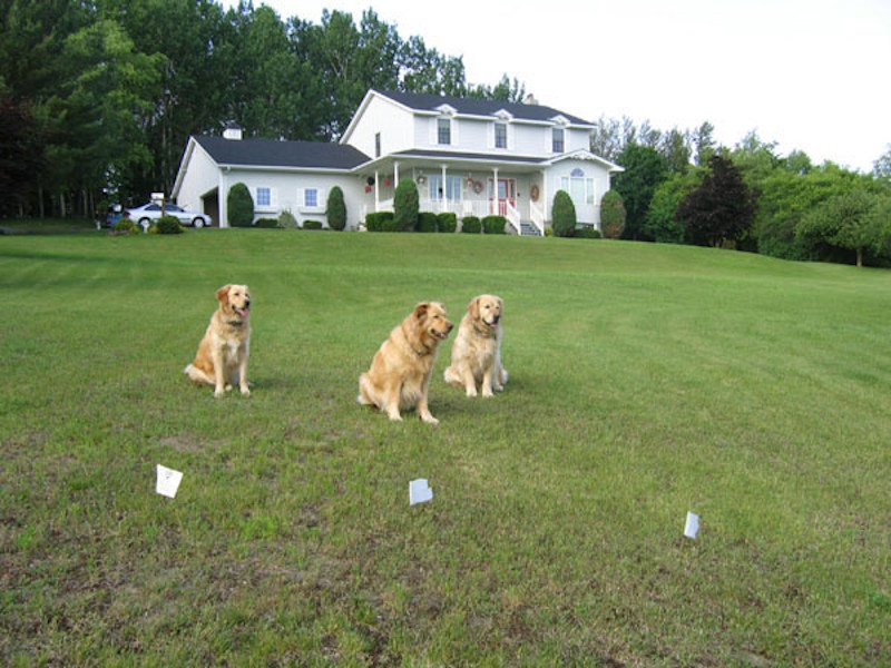 גדר אלקטרונית לכלב דגם 023